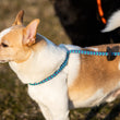 Load image into Gallery viewer, Vaporwave (Purple/Turquoise) Harness Lead NEW design! *insert is removable
