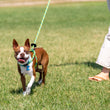 Load image into Gallery viewer, Rainforest (Olive/Lime/Turq) Harness Lead NEW design! *insert is removable