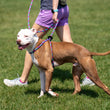 Load image into Gallery viewer, Reef (Purple/Rasp/Turq) Harness Lead NEW design! *insert is removable