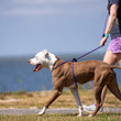 Load image into Gallery viewer, Reef (Purple/Rasp/Turq) Harness Lead NEW design! *insert is removable