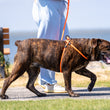 Load image into Gallery viewer, ResQ (Orange Reflective) Harness Lead NEW design! *insert is removable