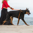 Load image into Gallery viewer, ResQ (Orange Reflective) Harness Lead NEW design! *insert is removable