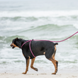 Load image into Gallery viewer, Retro (Pink/Purple) Harness Lead NEW design! *insert is removable