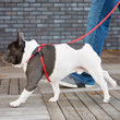Load image into Gallery viewer, Red Reflective Harness Lead NEW design! *insert is removable