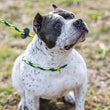 Load image into Gallery viewer, Villalobos Signature Harness Lead (Purple/Green/Yellow) (Proceeds to charity) NEW design! *insert is removable