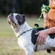 Load image into Gallery viewer, Villalobos Signature Harness Lead (Purple/Green/Yellow) (Proceeds to charity) NEW design! *insert is removable