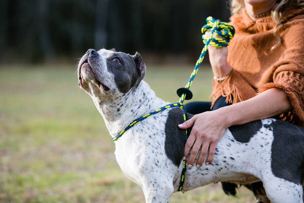 Villalobos Signature Harness Lead (Purple/Green/Yellow) (Proceeds to c