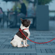 Load image into Gallery viewer, Red Reflective Harness Lead NEW design! *insert is removable
