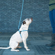 Load image into Gallery viewer, Swell (Blue/Turquoise) Harness Lead NEW design! *insert is removable