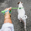 Load image into Gallery viewer, Peacock (Blue/Lime) Harness Lead NEW design! *insert is removable