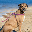 Load image into Gallery viewer, Retro (Pink/Purple) Harness Lead NEW design! *insert is removable