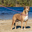 Load image into Gallery viewer, Retro (Pink/Purple) Harness Lead NEW design! *insert is removable