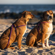 Load image into Gallery viewer, Daphneyland Signature Purple Harness Lead (PROCEEDS TO CHARITY) NEW design! *insert is removable