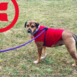 Load image into Gallery viewer, Daphneyland Signature Purple Harness Lead (PROCEEDS TO CHARITY) NEW design! *insert is removable
