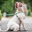Load image into Gallery viewer, Peacock (Blue/Lime) Harness Lead NEW design! *insert is removable