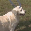Load and play video in Gallery viewer, Swell (Blue/Turquoise) Harness Lead NEW design! *insert is removable