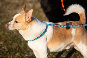 Vaporwave (Purple/Turquoise) Harness Lead NEW design! *insert is removable