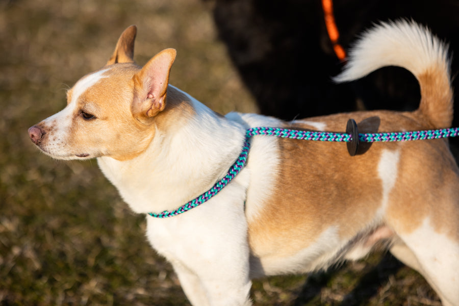 Vaporwave (Purple/Turquoise) Harness Lead NEW design! *insert is removable