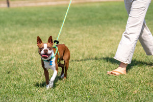 Rainforest (Olive/Lime/Turq) Harness Lead NEW design! *insert is removable