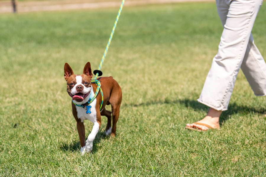 Rainforest (Olive/Lime/Turq) Harness Lead NEW design! *insert is removable