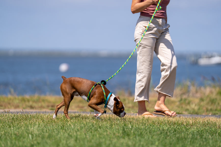 Rainforest (Olive/Lime/Turq) Harness Lead NEW design! *insert is removable
