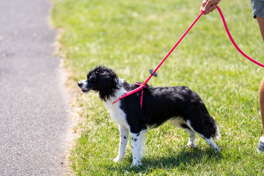 Pink Harness Lead NEW design! *insert is removable