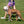 Load image into Gallery viewer, Reef (Purple/Rasp/Turq) Harness Lead NEW design! *insert is removable
