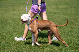 Reef (Purple/Rasp/Turq) Harness Lead NEW design! *insert is removable