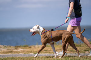Reef (Purple/Rasp/Turq) Harness Lead NEW design! *insert is removable
