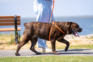 ResQ (Orange Reflective) Harness Lead NEW design! *insert is removable