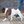 Load image into Gallery viewer, Red Reflective Harness Lead NEW design! *insert is removable
