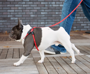 Red Reflective Harness Lead NEW design! *insert is removable