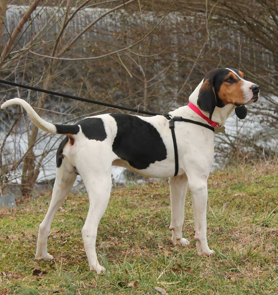 Black Reflective Harness Lead