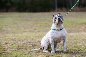 Villalobos Signature Harness Lead (Purple/Green/Yellow) (Proceeds to charity)