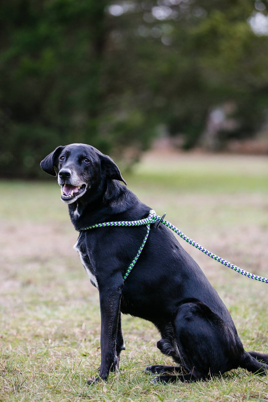 Peacock Harness Lead