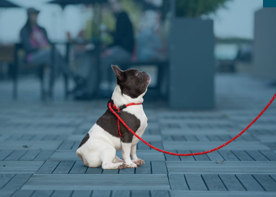 Red Reflective Harness Lead NEW design! *insert is removable