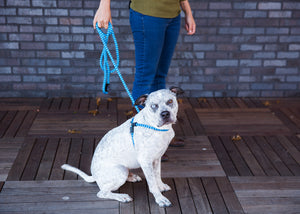 Swell (Blue/Turquoise) Harness Lead