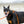 Load image into Gallery viewer, ResQ (Orange Reflective) Harness Lead
