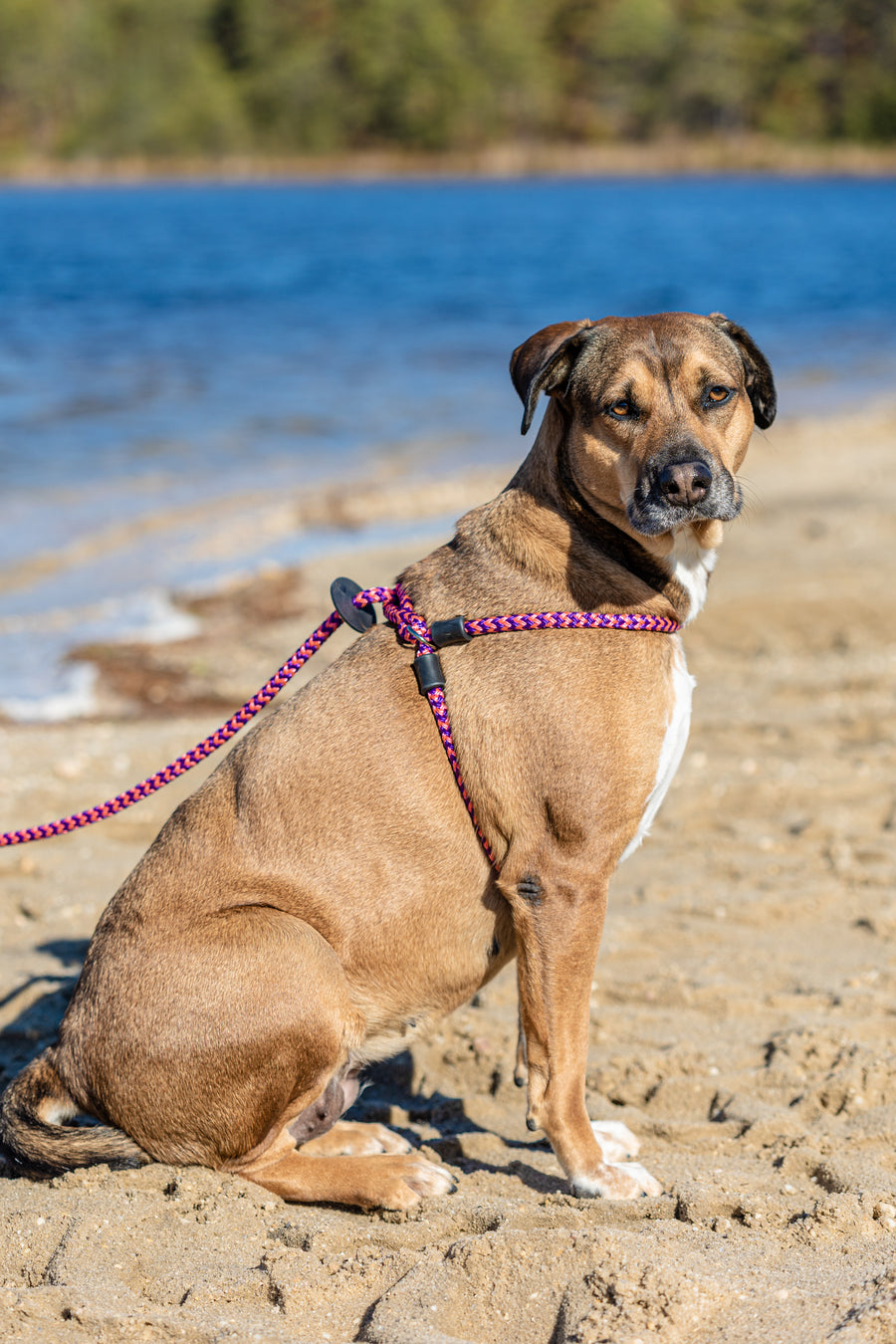 Retro (Pink/Purple) Harness Lead