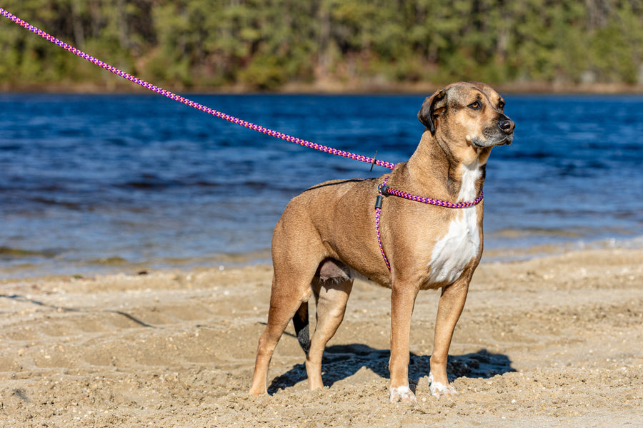 Retro (Pink/Purple) Harness Lead