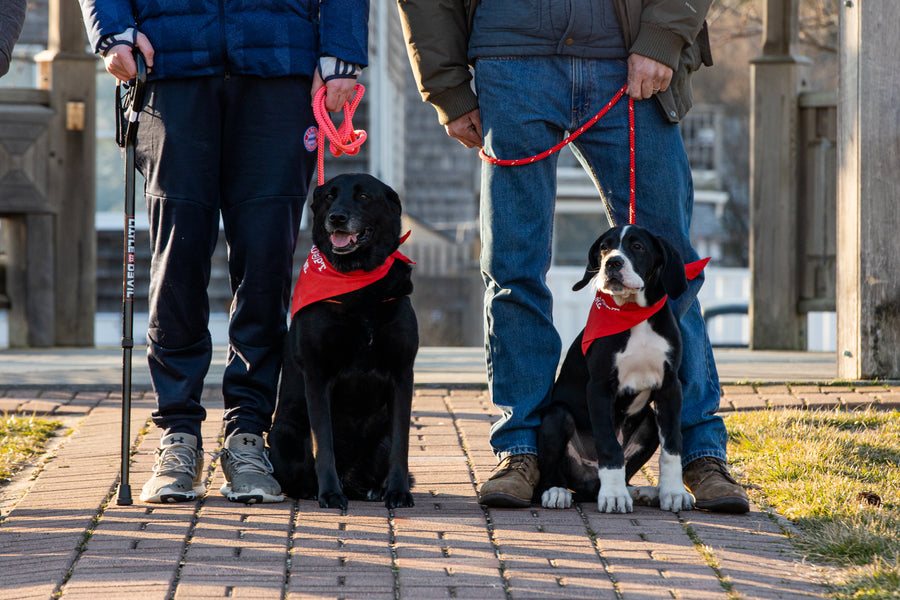 Pink Harness Lead