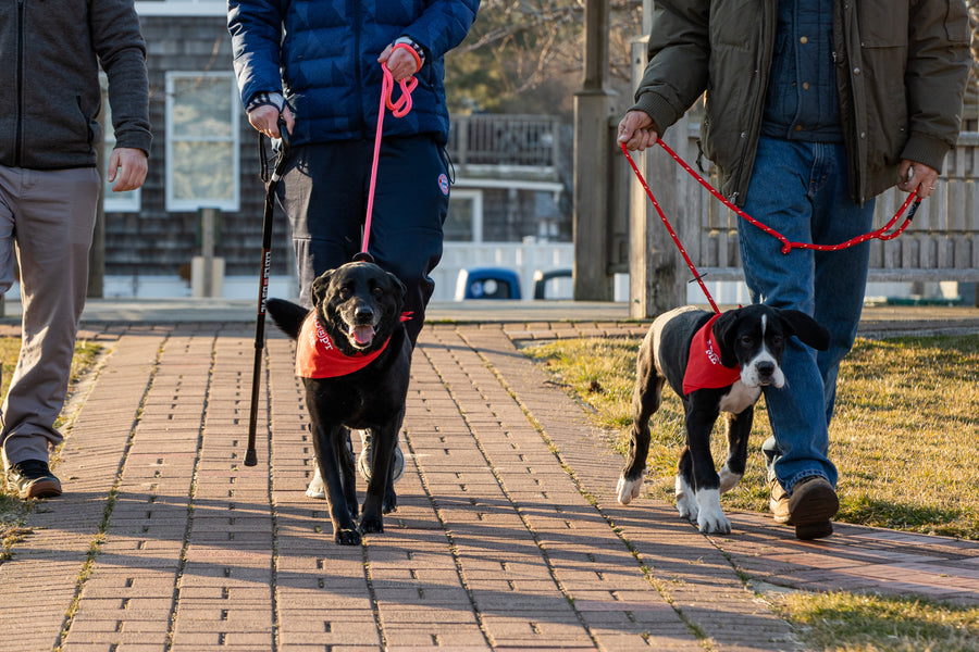 Red Reflective Harness Lead