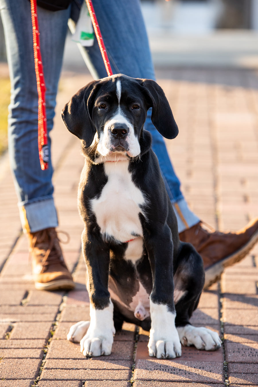 Red Reflective Harness Lead