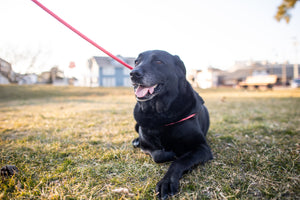 Pink Harness Lead