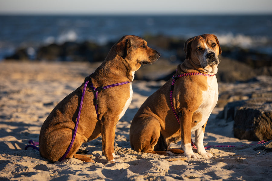 Daphneyland Signature Purple Harness Lead (PROCEEDS TO CHARITY) NEW design! *insert is removable
