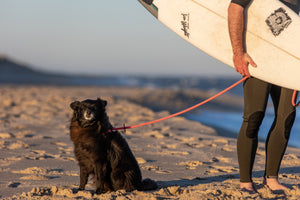 Pink Harness Lead