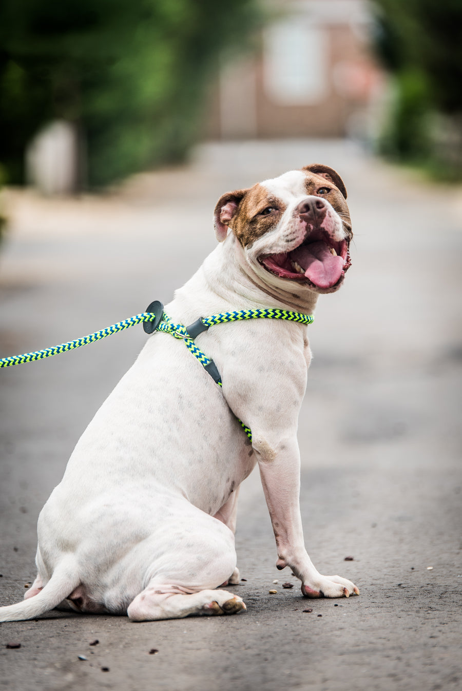 Peacock Harness Lead